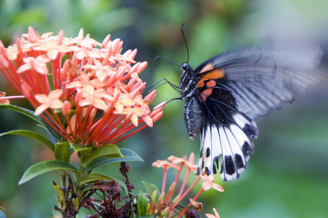 Butterflies in Laos - Best Time
