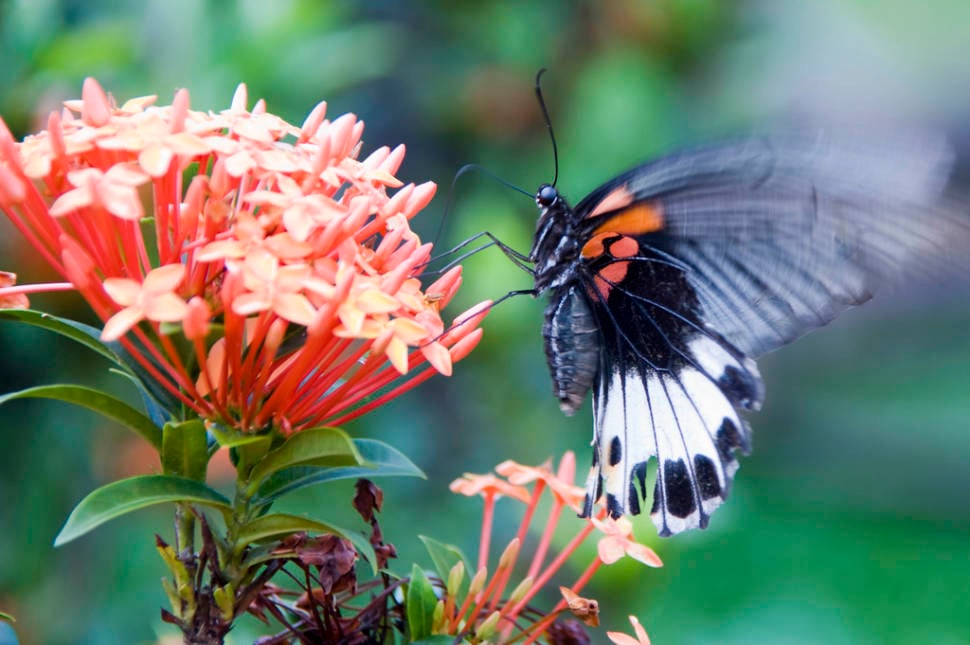 Butterflies in Laos - Best Time