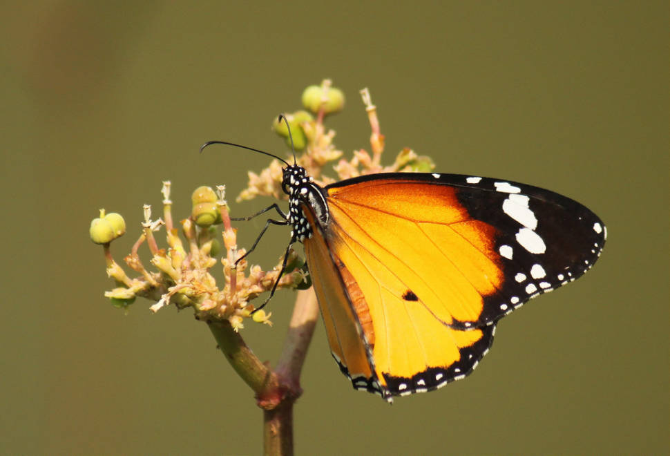 Plain Tiger (Danaus chrysippus) in Luang Prabang, Laos