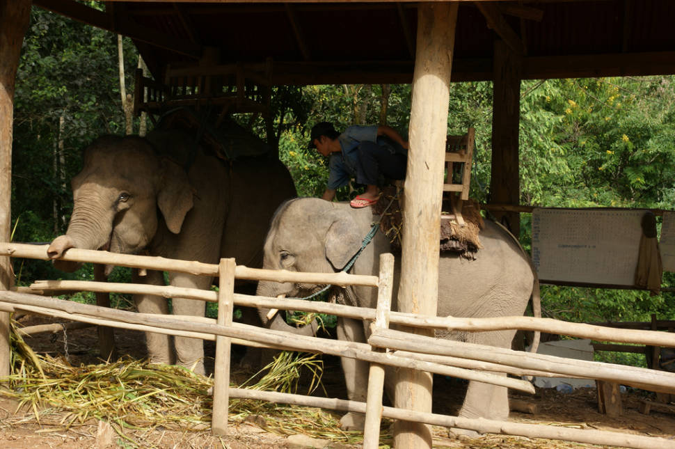 Caring for an Elephant in Laos - Best Season
