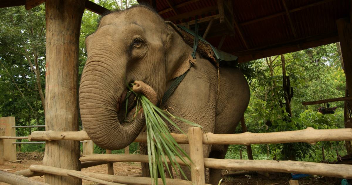 Caring for an Elephant in Laos - Best Time