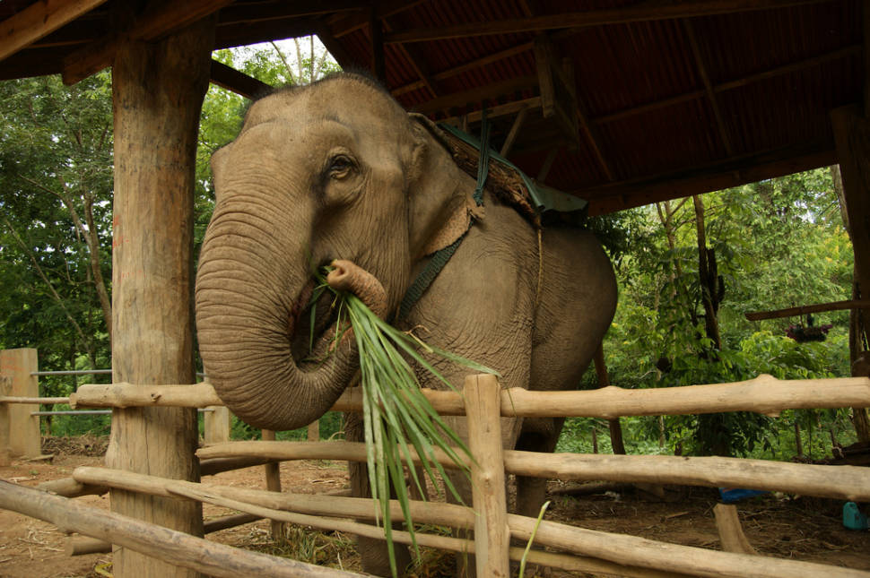 Caring for an Elephant in Laos - Best Time