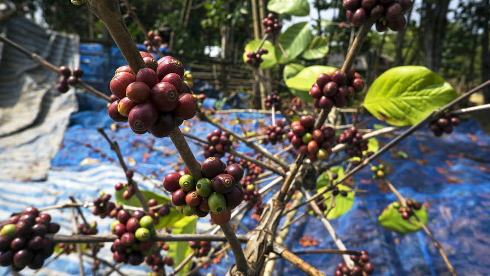 Coffee Harvest in Laos - Best Season