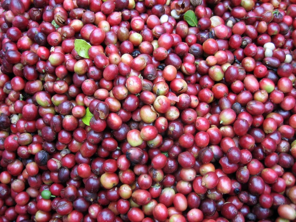 Best time for Coffee Harvest in Laos