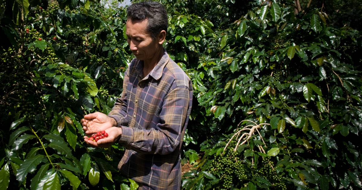 Coffee Harvest in Laos - Best Time