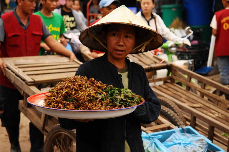 Best time for Edible Insects in Laos