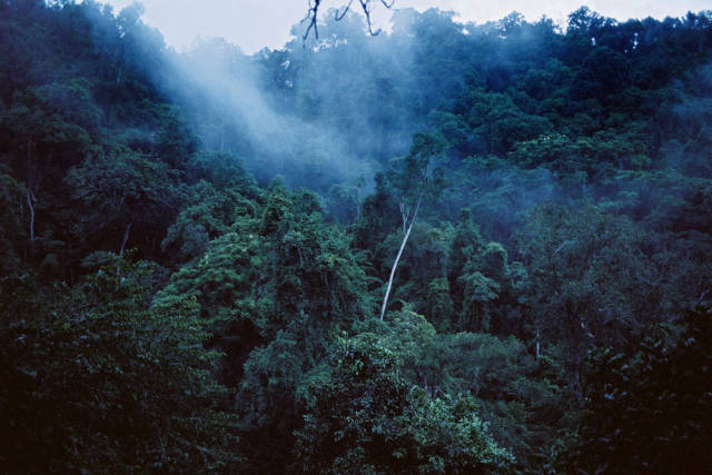 Best time for Gibbon Experience in Laos