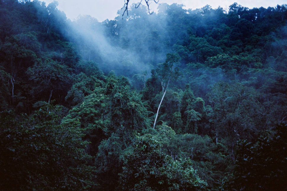 Best time for Gibbon Experience in Laos