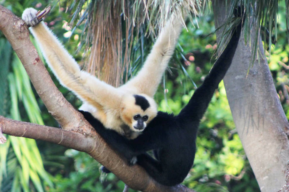 Gibbon Experience in Laos - Best Time