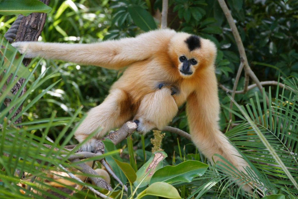 Gibbon Experience in Laos - Best Season