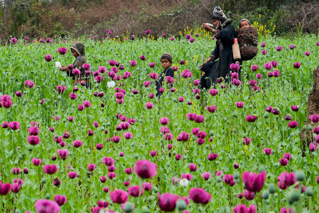 Opium Flowers in Laos - Best Time