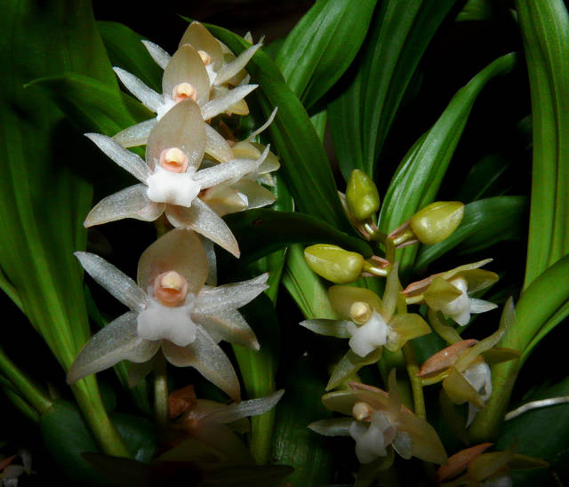 Best time for Orchids in Laos