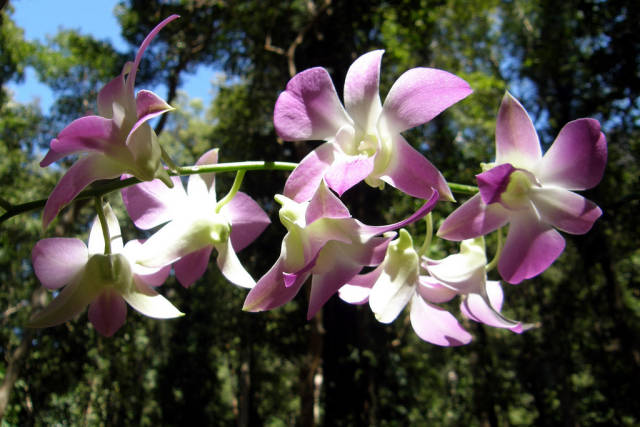 Orchids in Laos - Best Season