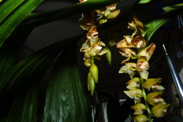 Orchids in Laos - Best Time
