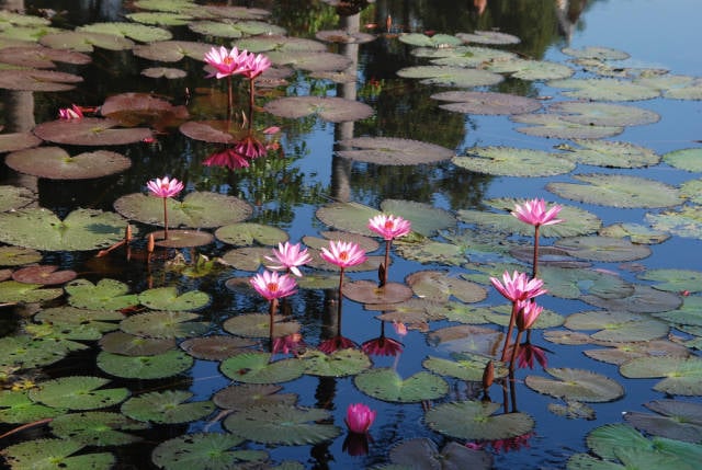 Water Lily in Laos - Best Season