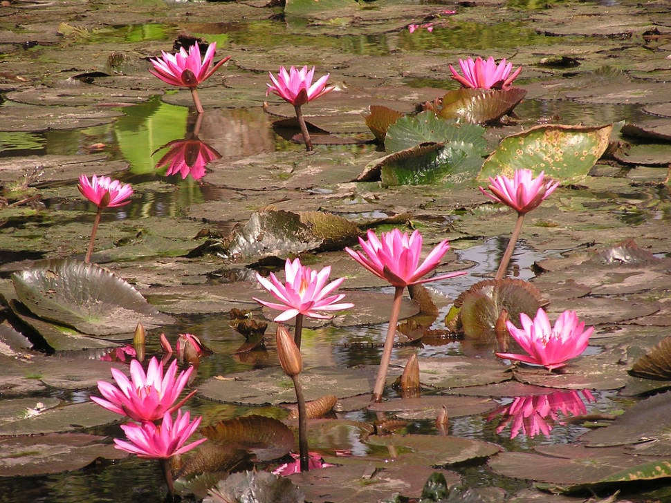 Best time for Water Lily in Laos
