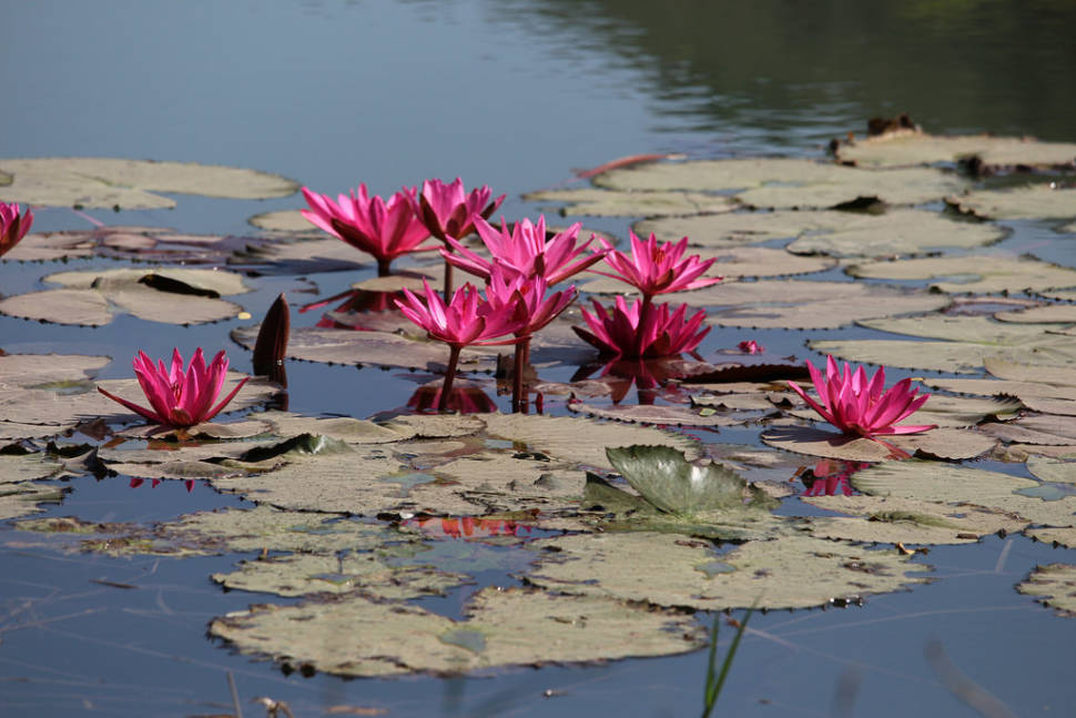 Water Lily in Laos - Best Time