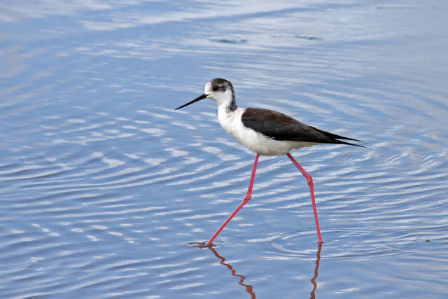 Black-winged Stilt in Sado Estuary