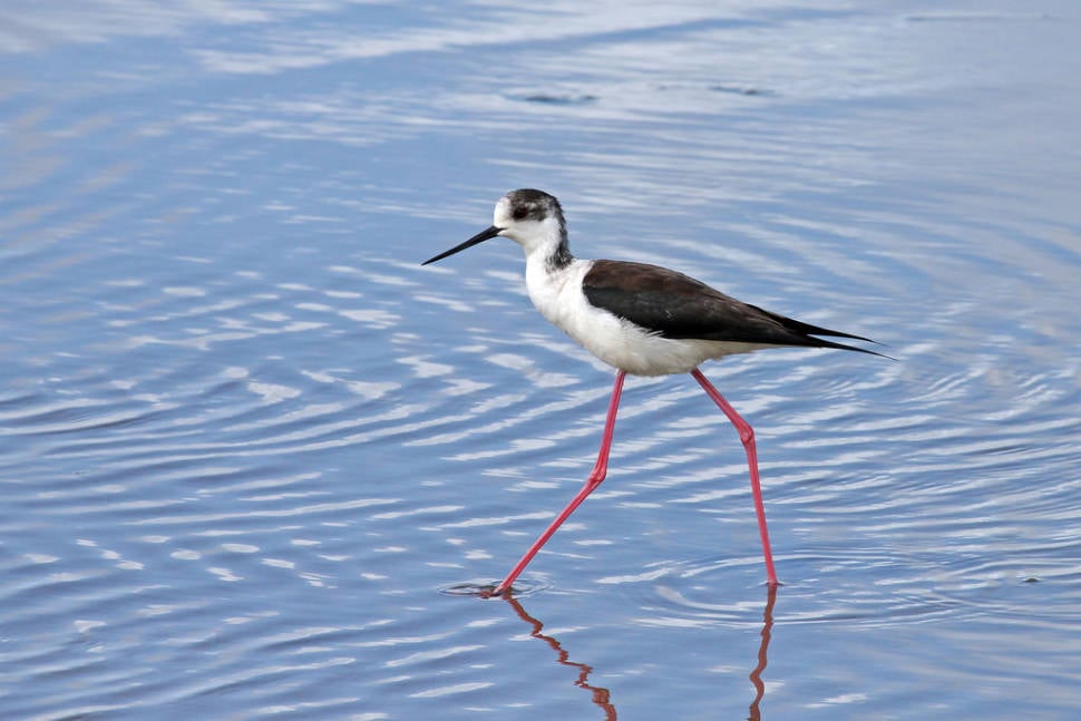 Black-winged Stilt in Sado Estuary