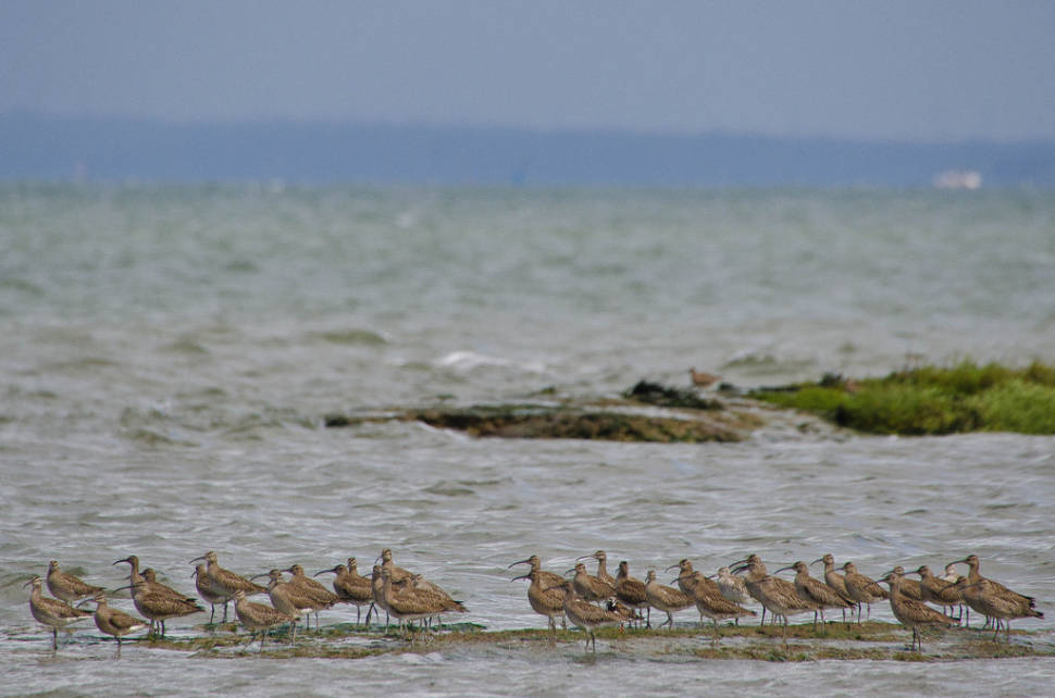 Birdwatching in Lisbon - Best Time