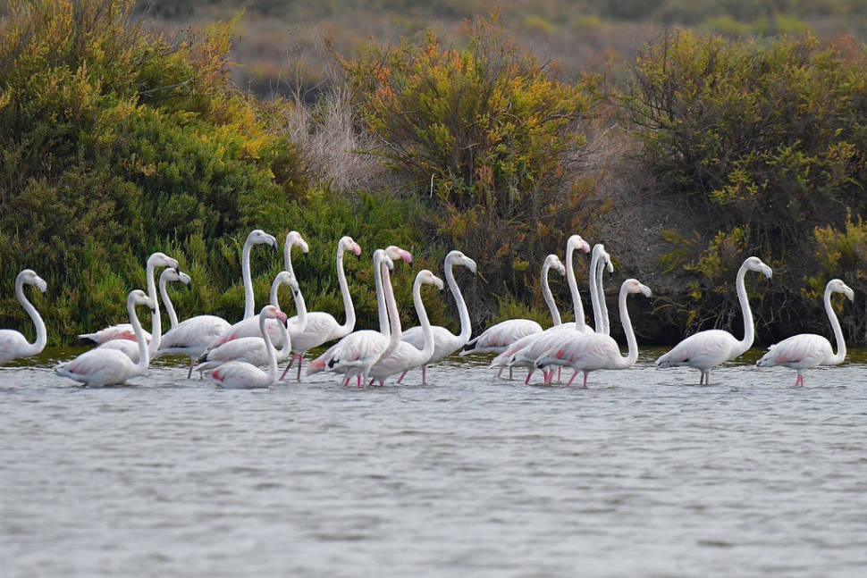 Flamingos in the Tagus Estuary Natural Reserve in Lisbon - Best Time