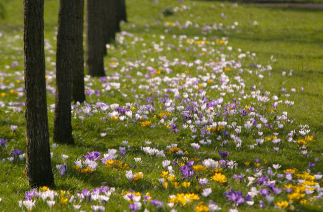 Crocuses in London - Best Season