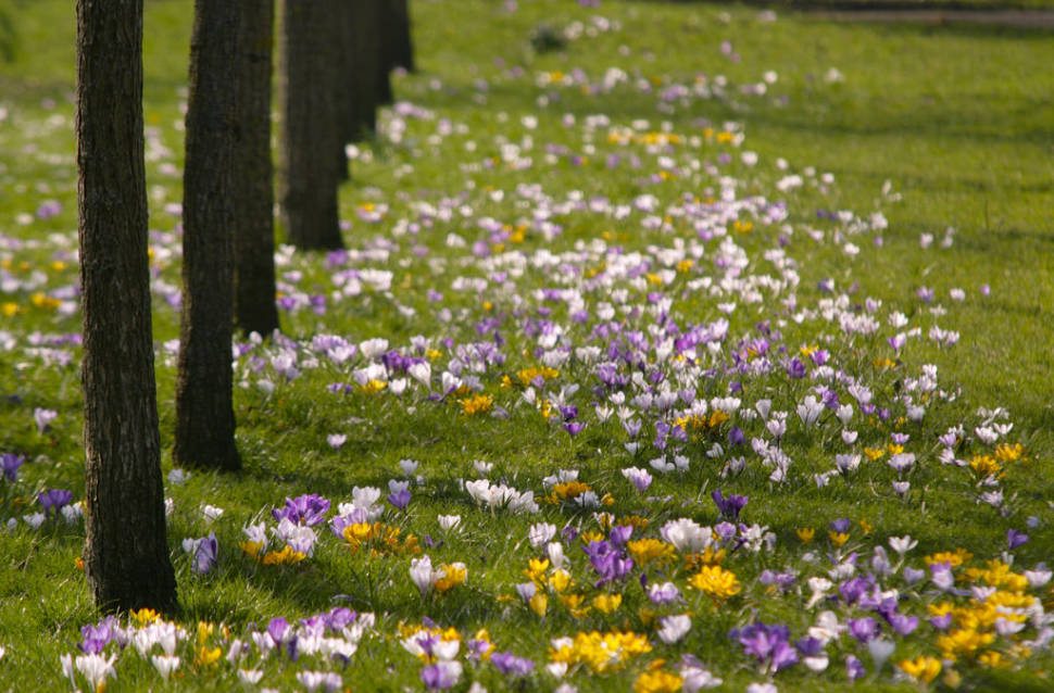 Crocuses in London - Best Season