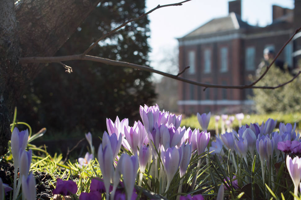 Crocuses in London - Best Time