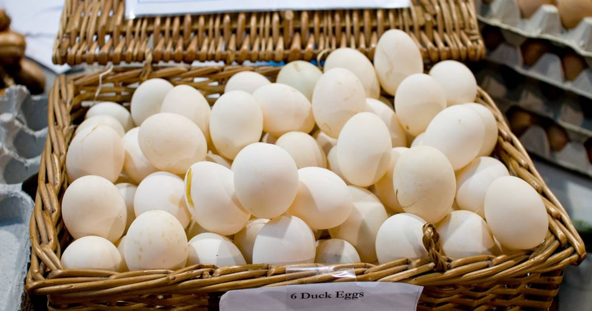 Duck and Goose Eggs in London - Best Time