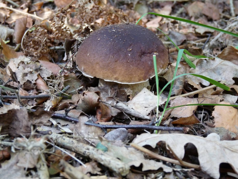 Mushroom Season in London - Best Time