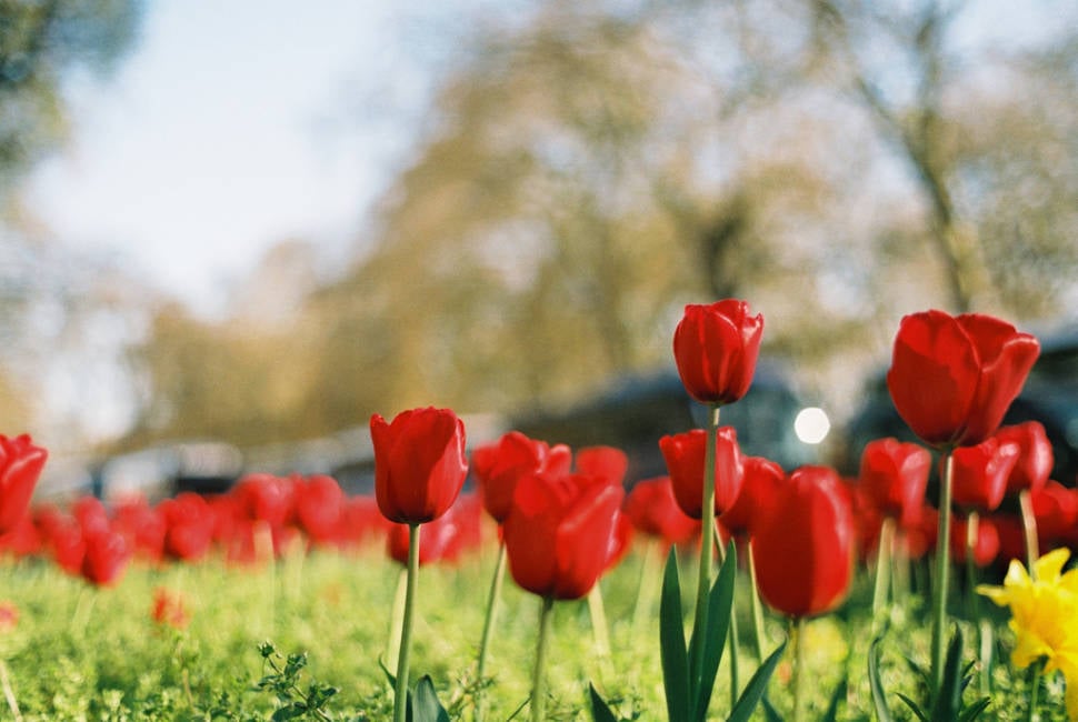Spring in London - Best Time