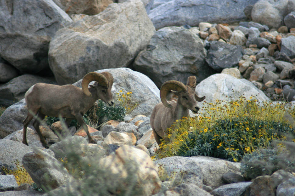 Best time for Big Horn Sheep in Los Angeles