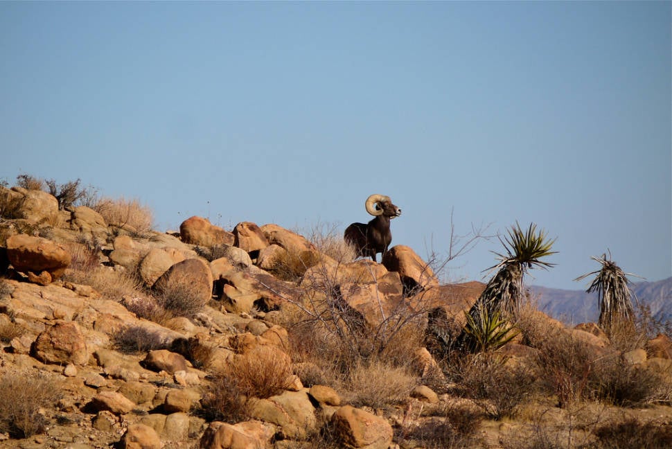Big Horn Sheep in Los Angeles - Best Season