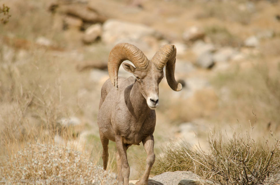 Big Horn Sheep in Los Angeles - Best Time