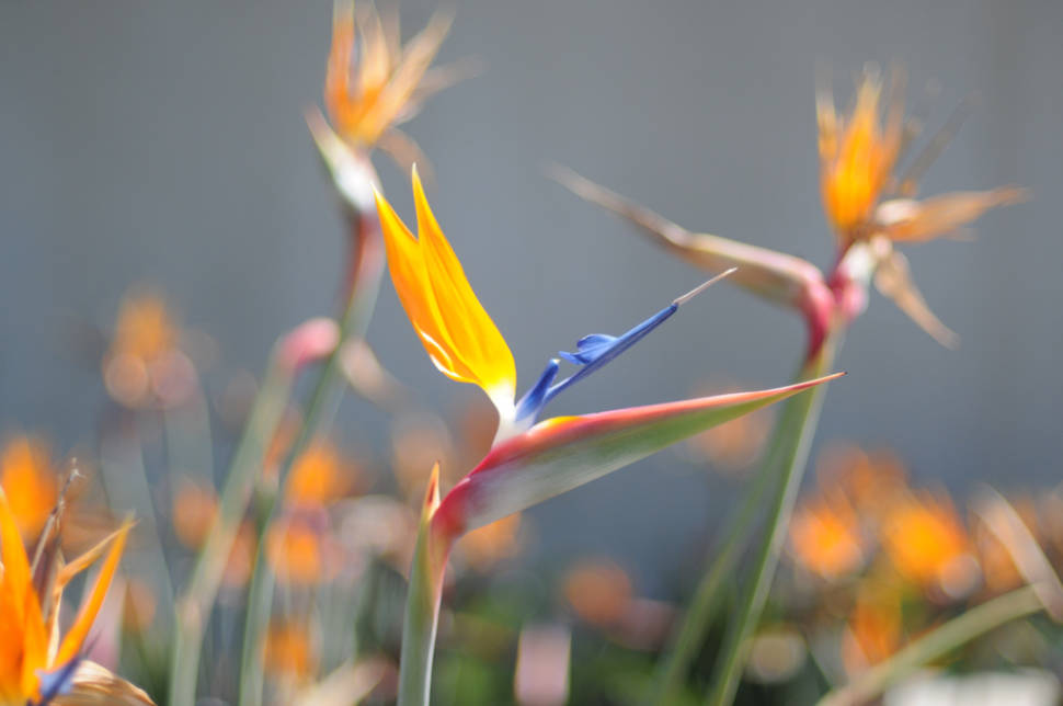Bird of Paradise in Los Angeles - Best Season