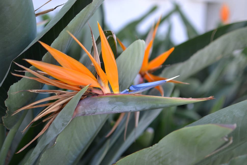 Best time for Bird of Paradise in Los Angeles