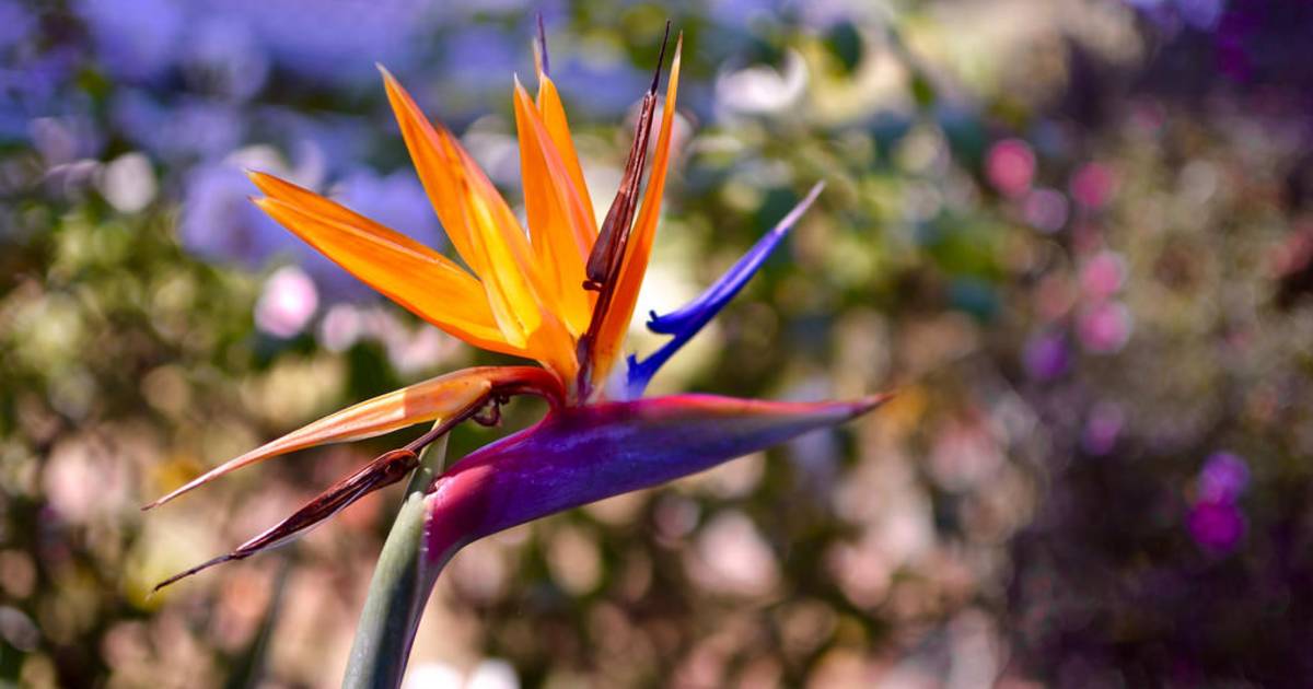 Bird of Paradise in Los Angeles - Best Time