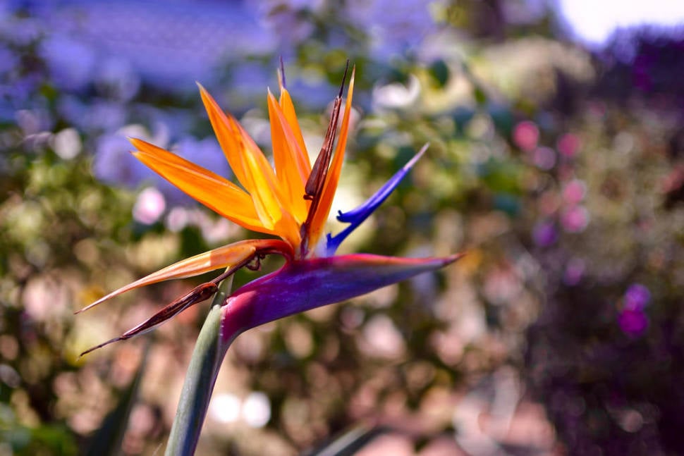 Bird of Paradise in Los Angeles - Best Time