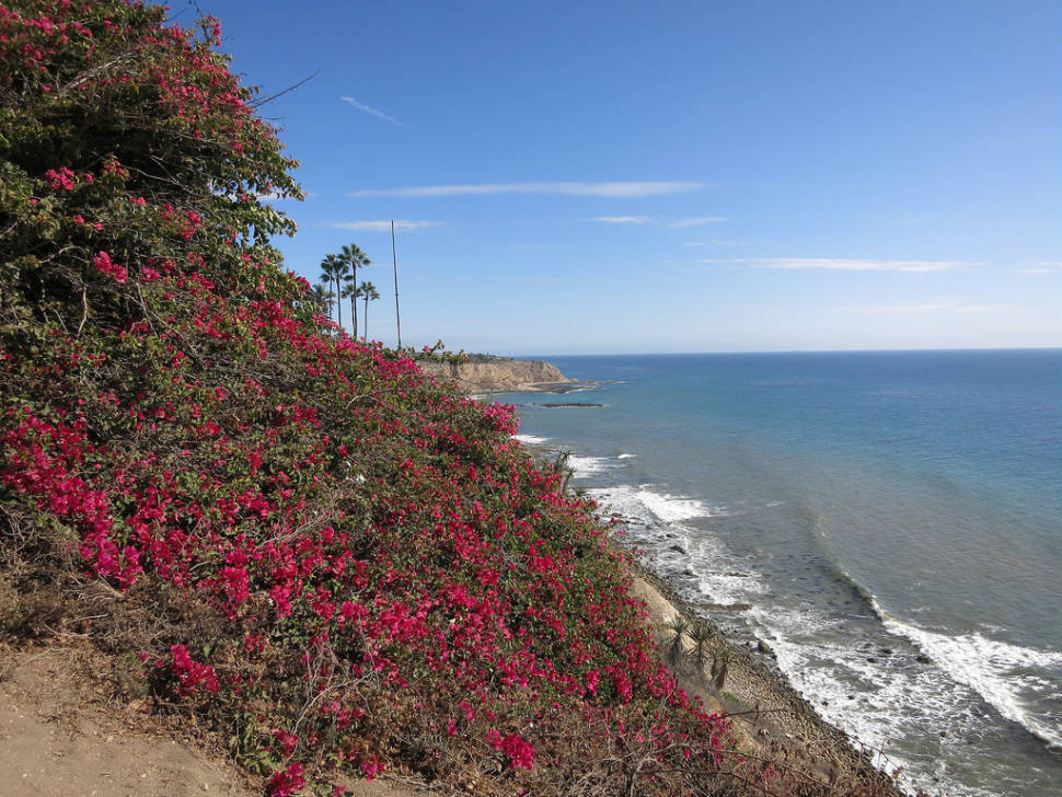 Best time to see Bougainvillea Bloom in Los Angeles