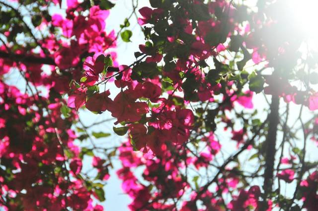 Best time for Bougainvillea Bloom in Los Angeles