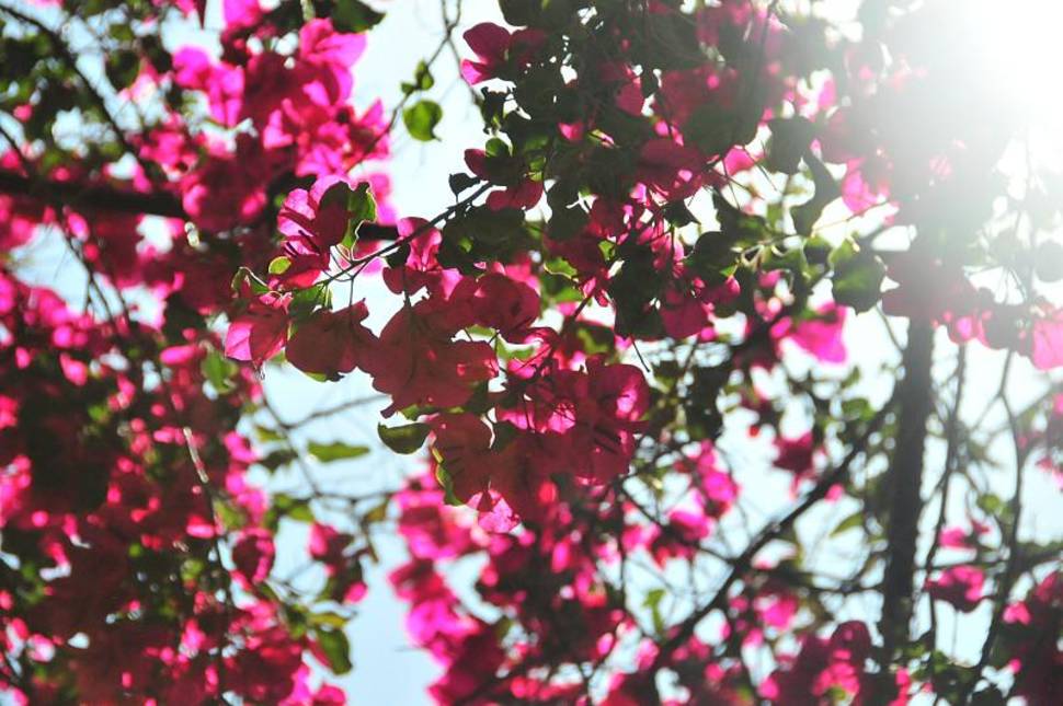 Best time for Bougainvillea Bloom in Los Angeles