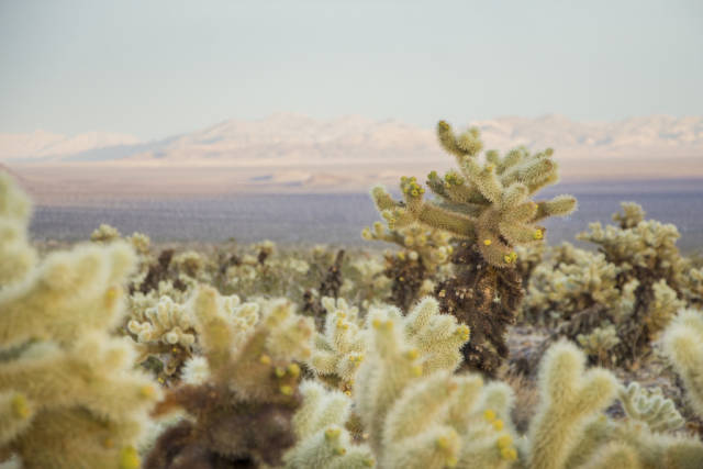 Cactus Blooming in Los Angeles - Best Season