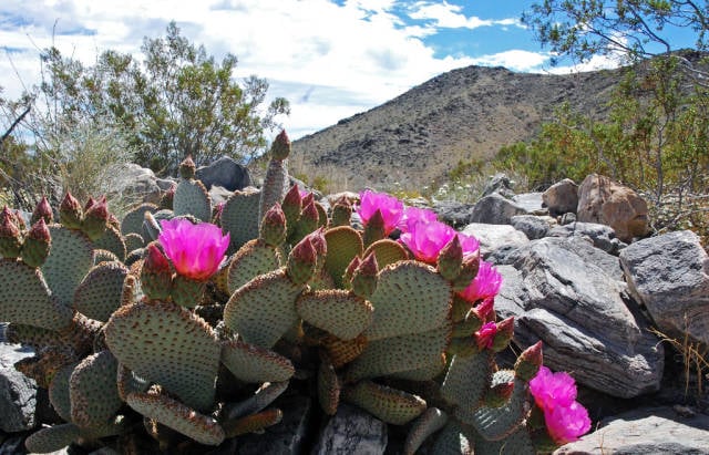 Best time to see Cactus Blooming in Los Angeles