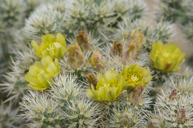 Best time for Cactus Blooming in Los Angeles
