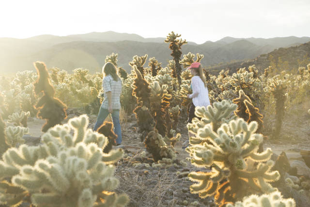 Cactus Blooming in Los Angeles - Best Time