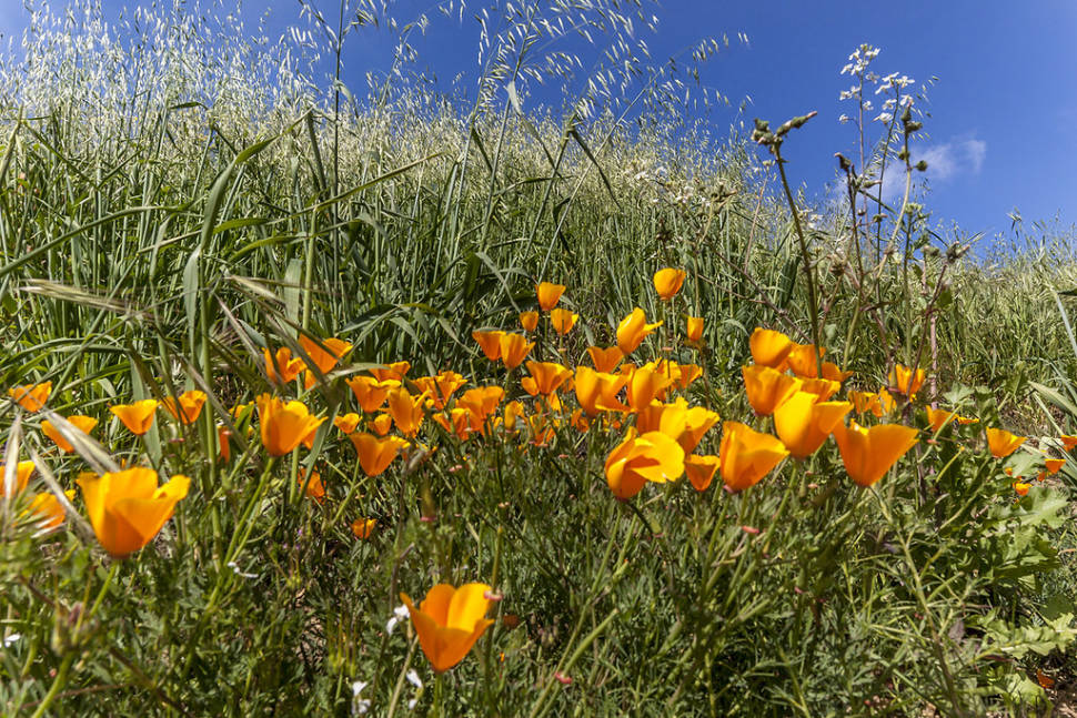 Poppy Bloom at Chino Hills State Park in Los Angeles - Best Season