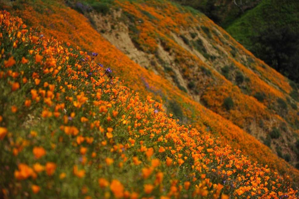 Best time for Poppy Bloom at Chino Hills State Park in Los Angeles