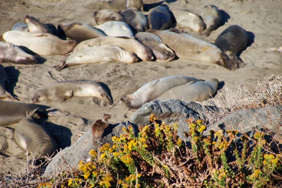 Best time to see Elephant Seal Watching in Los Angeles