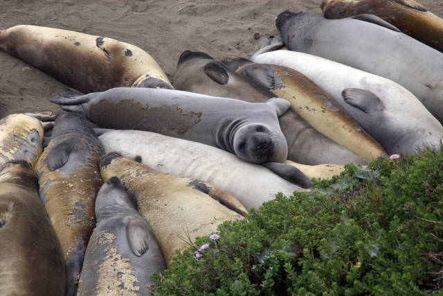 Best time for Elephant Seal Watching in Los Angeles