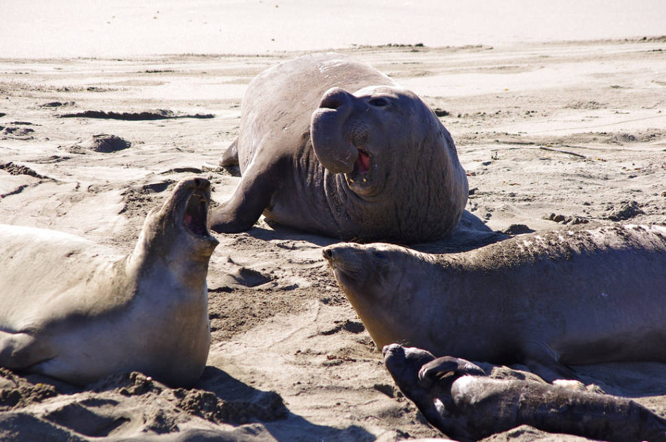 Best time for Elephant Seal Watching